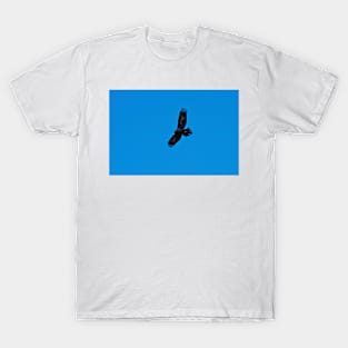 Wedge Tailed Eagle in flight T-Shirt